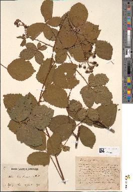 spécimen de Rubus hemistemon