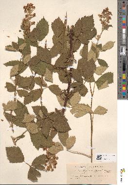 spécimen de Rubus tomentosus