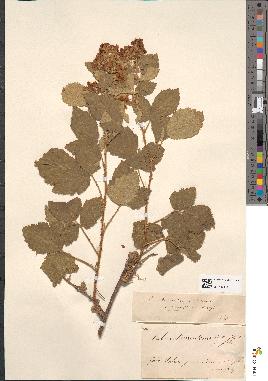 spécimen de Rubus tomentosus