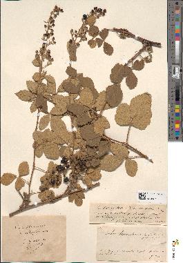 spécimen de Rubus tomentosus