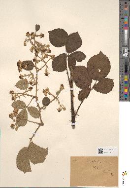 spécimen de Rubus vestitus