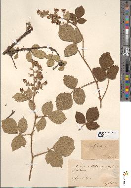 spécimen de Rubus vestitus