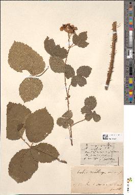 spécimen de Rubus wahlbergii