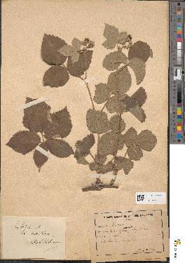 spécimen de Rubus caesius