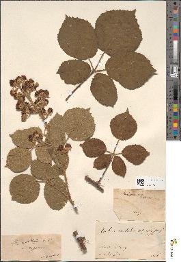 spécimen de Rubus vestitus