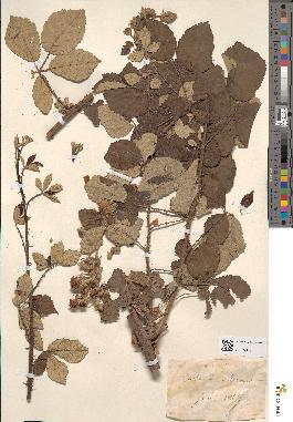 spécimen de Rubus tomentosus