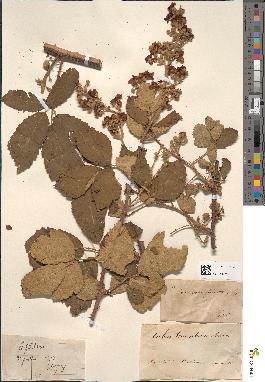 spécimen de Rubus tomentosus
