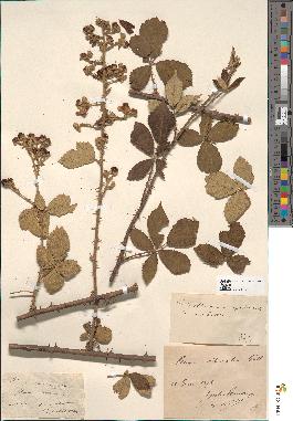 spécimen de Rubus tomentosus