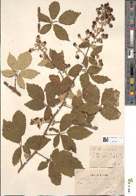 spécimen de Rubus tomentosus