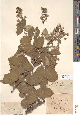 spécimen de Rubus × ripartii