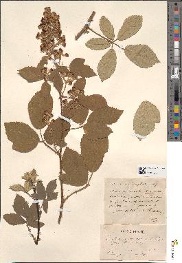 spécimen de Rubus × ripartii