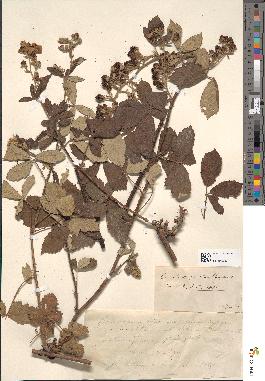 spécimen de Rubus × ripartii
