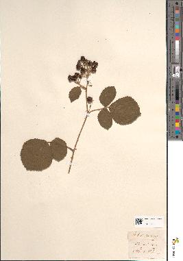 spécimen de Rubus tomentosus
