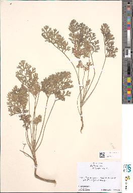 spécimen de Artemisia absinthium