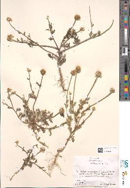 spécimen de Anthemis altissima