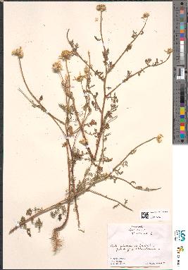 spécimen de Anthemis altissima