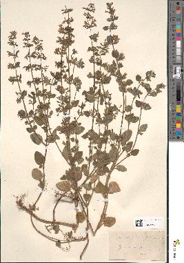 spécimen de Calamintha menthaefolia