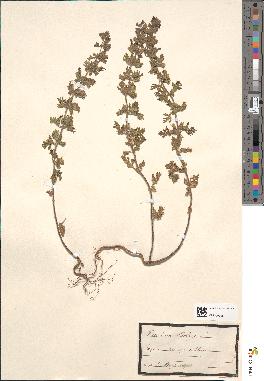 spécimen de Teucrium botrys