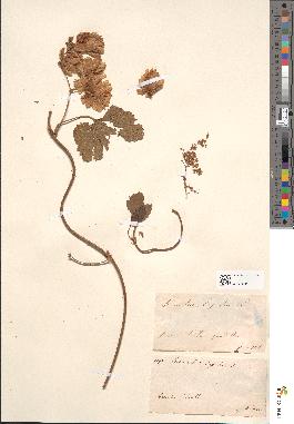 spécimen de Humulus lupulus