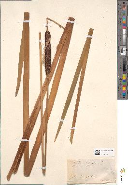 spécimen de Typha latifolia