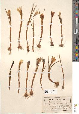 spécimen de Crocus vernus