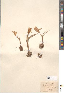 spécimen de Crocus vernus