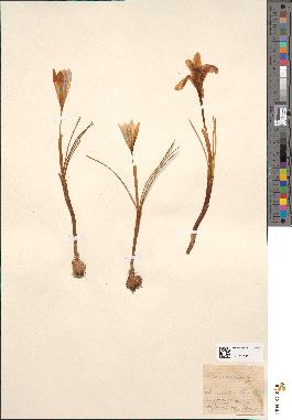 spécimen de Crocus versicolor