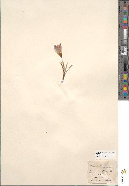 spécimen de Crocus thomasii