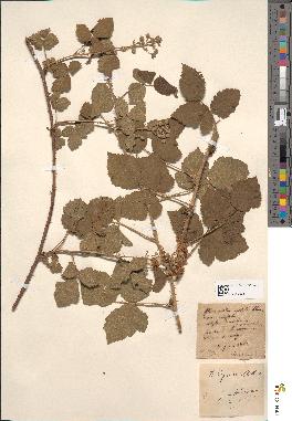 spécimen de Rubus degener