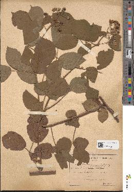 spécimen de Rubus glandulosus