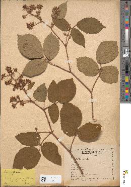spécimen de Rubus glandulosus
