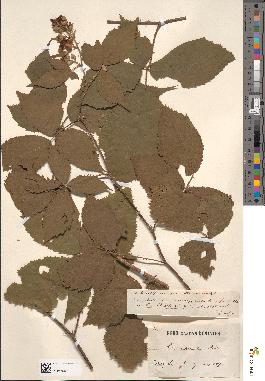 spécimen de Rubus questieri