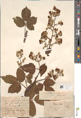 spécimen de Rubus rusticanus