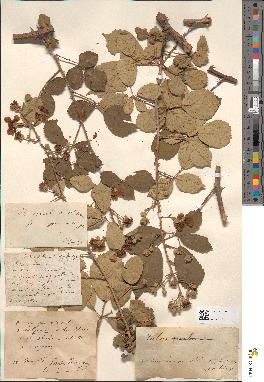 spécimen de Rubus rusticanus