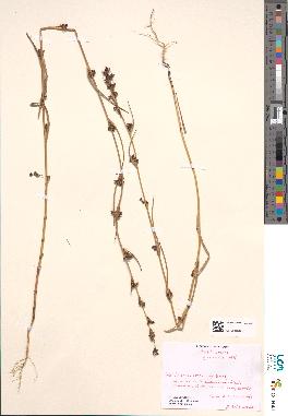 spécimen de Bupleurum gerardii