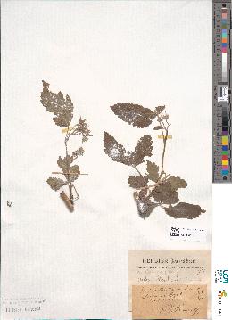 spécimen de Rubus caesius