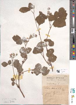 spécimen de Rubus caesius
