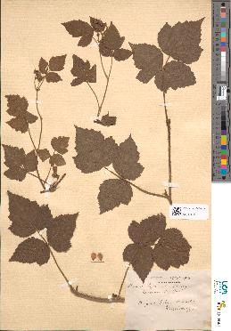 spécimen de Rubus caesius