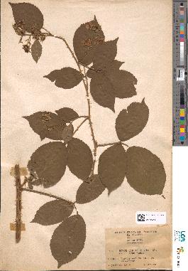 spécimen de Rubus carpinifolius