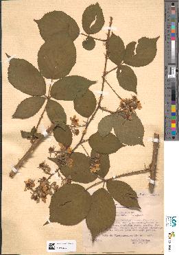 spécimen de Rubus carpinifolius