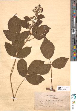 spécimen de Rubus flexuosus
