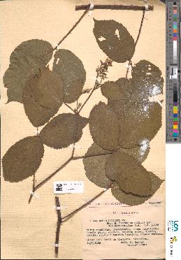 spécimen de Rubus flexuosus
