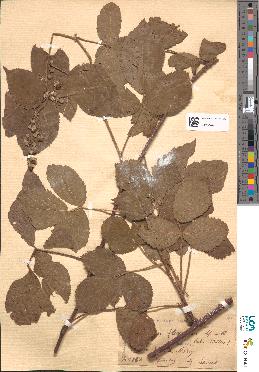 spécimen de Rubus flexuosus