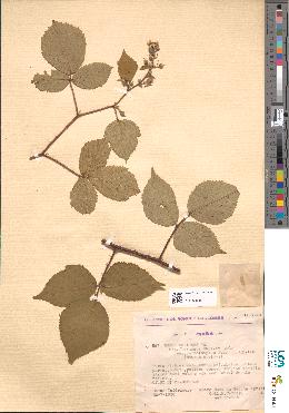spécimen de Rubus flexuosus