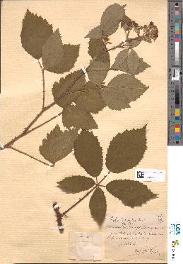 spécimen de Rubus genevieri
