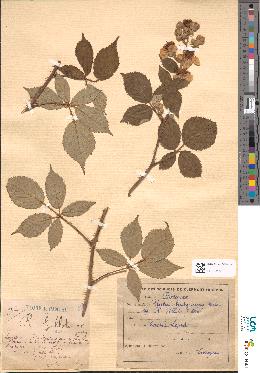 spécimen de Rubus hedycarpus