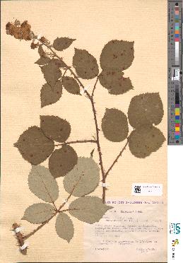 spécimen de Rubus hedycarpus