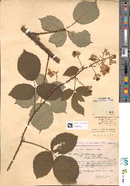 spécimen de Rubus winteri