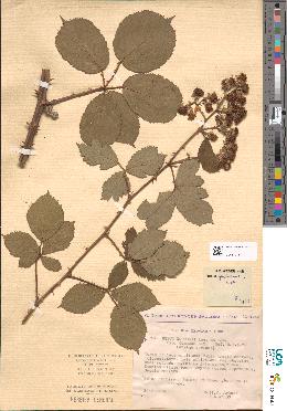 spécimen de Rubus winteri