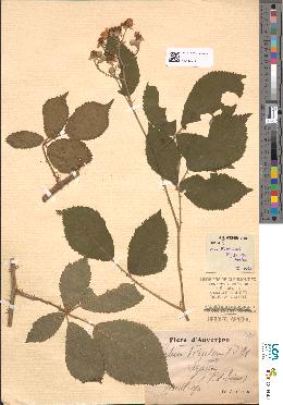 spécimen de Rubus winteri